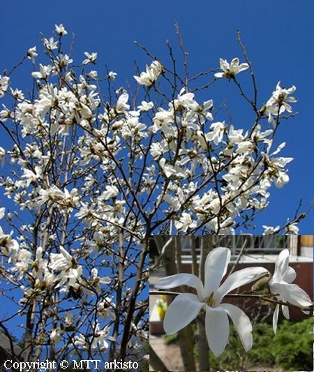 Magnolia kobus, japaninmagnolia